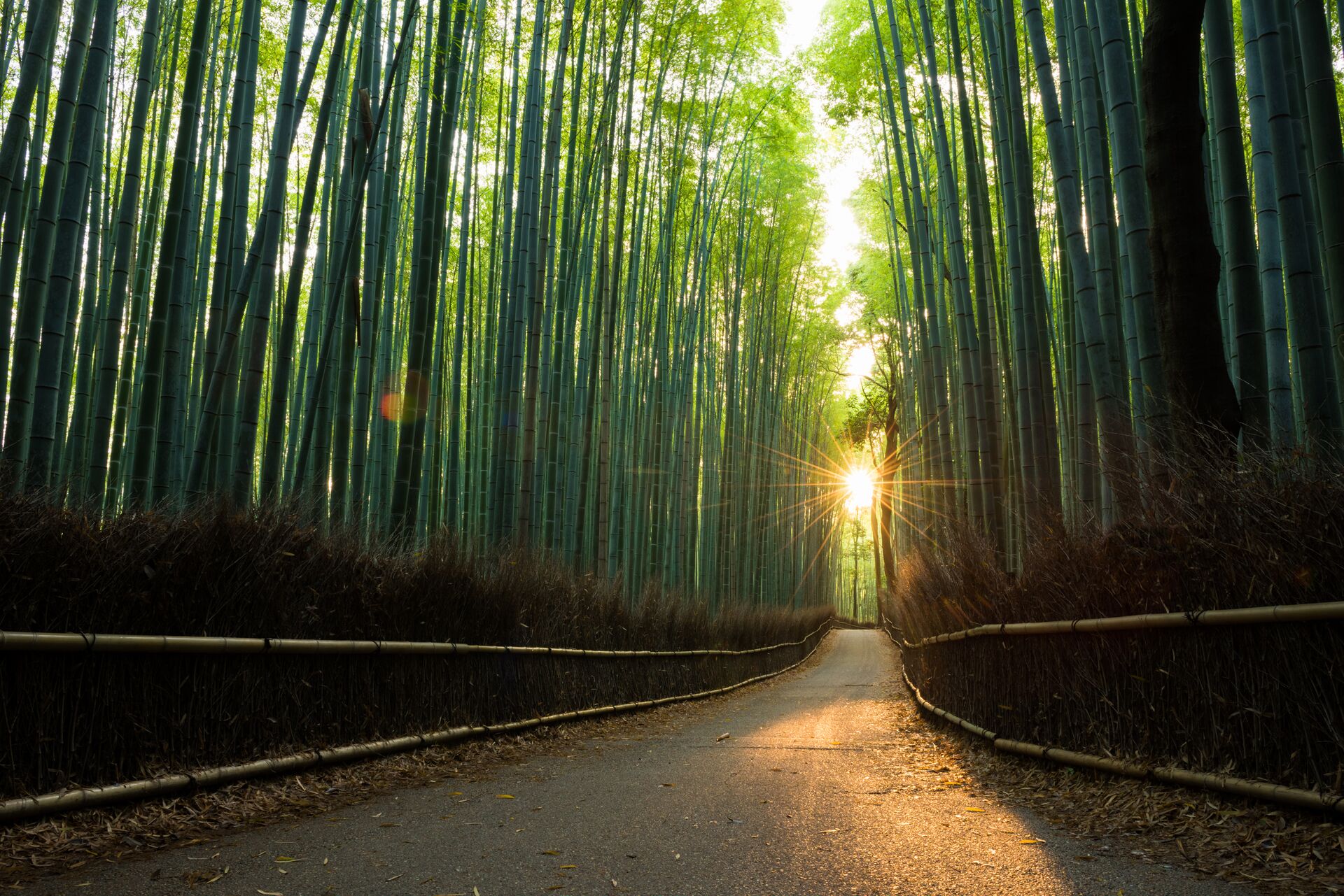 Sunrise light falling on the path through the Arashiyama bamboo grove in Kyoto